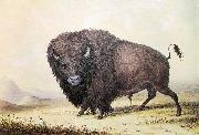 unknow artist George Catlin Bull Buffalo USA oil painting artist